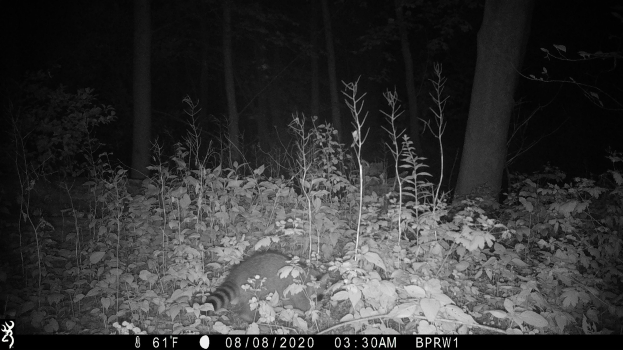 Ein Schwarz-Wei├č-Foto eines Waschb├Ąren im Wald bei Nacht, umgeben von Pflanzen und B├Ąumen, mit Text und Zahlen unten, die darauf hinweisen, dass es ein Rehj├Ąger-Kamera-Bild ist.