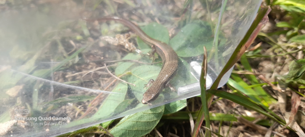 Kleine braune Eidechse sitzt auf einem Plastikbeutel zwischen grünen und trockenen Blättern.