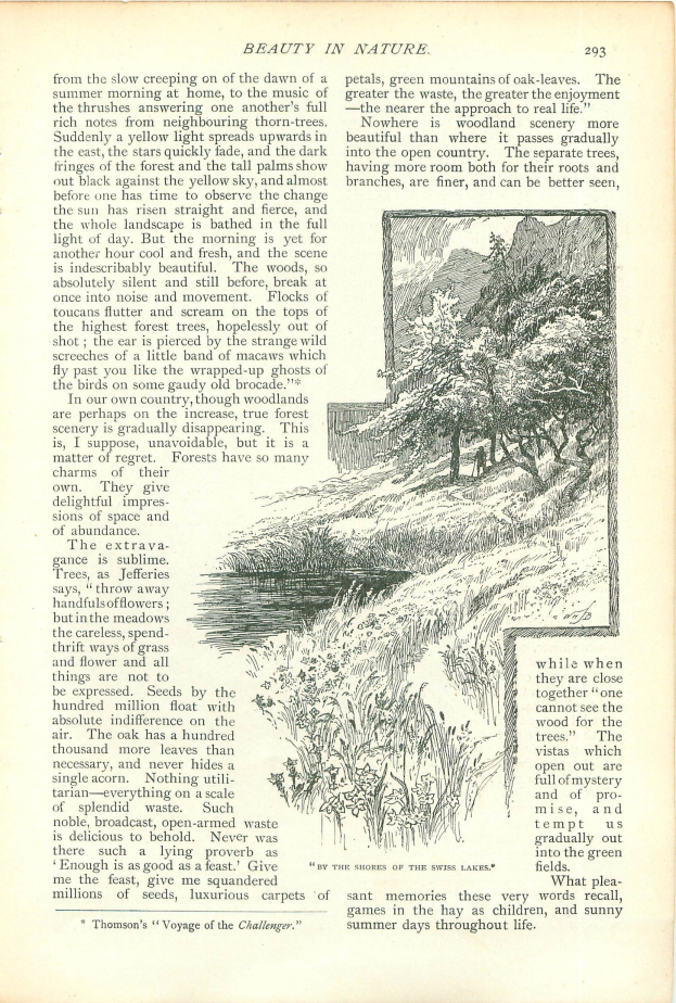 Offenes Buch mit einer Landschaftszeichnung von Bäumen, Pflanzen und Wasser, begleitet von beschreibendem Text.