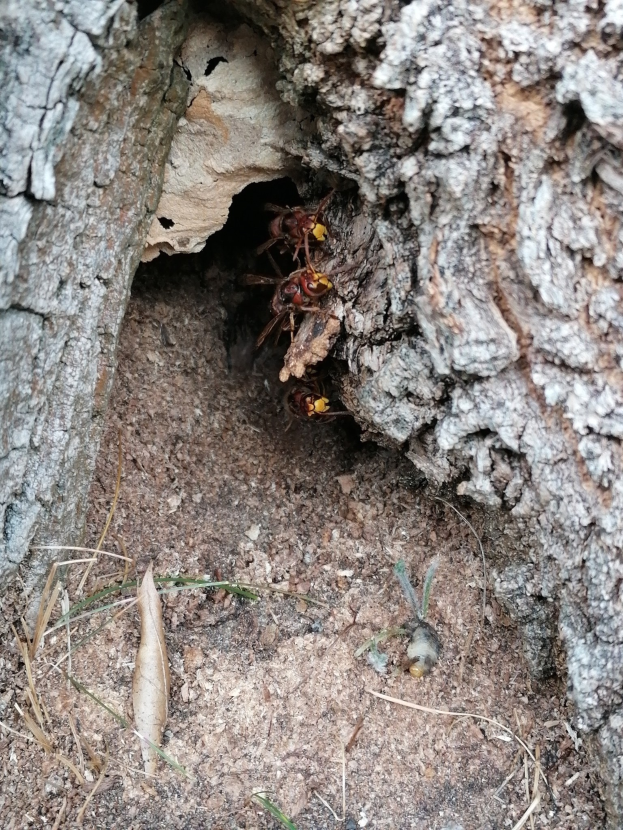 Imker warnen vor "tickenden Zeitbombe"