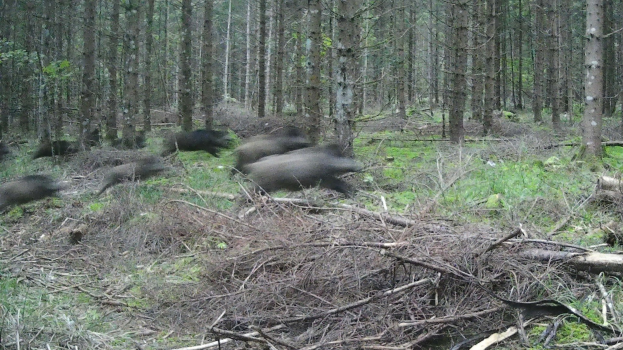 Eine Gruppe von Wildschweinen rennt durch einen Wald mit Gras, Pflanzen und Bäumen im Hintergrund.