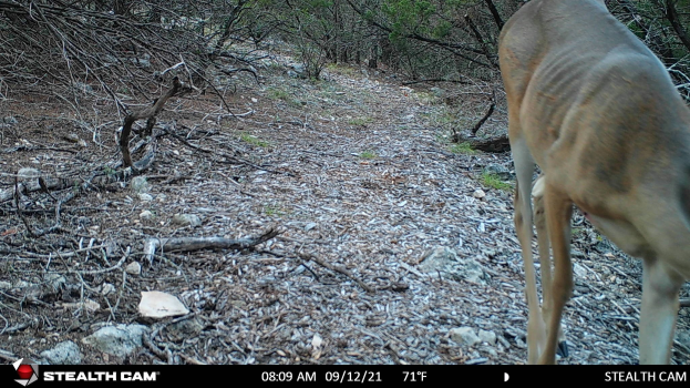Ein Reh, das einen Schotterweg in einem bewaldeten Gebiet mit Steinen, Zweigen und Bäumen entlanggeht, mit Text unten, der 'Stealth Cam - Hirschjagd in Texas' lautet.