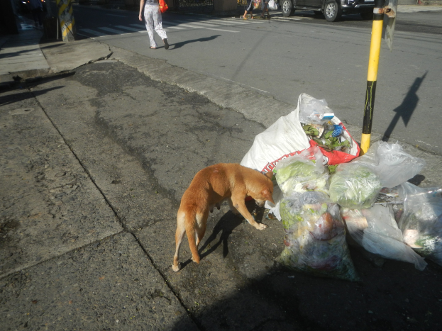 Ein Hund steht neben einem Haufen Müllsäcke auf einer Straße mit Menschen, Fahrzeugen, Gebäuden, Bäumen und einem klaren blauen Himmel im Hintergrund.