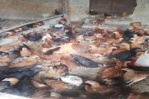 Große Gruppe von Hühnern in einem Maschendrahtzaun mit einer Wand im Hintergrund, die eine Tür enthält, einschließlich eines Eimers mit Hennen auf der rechten Seite.